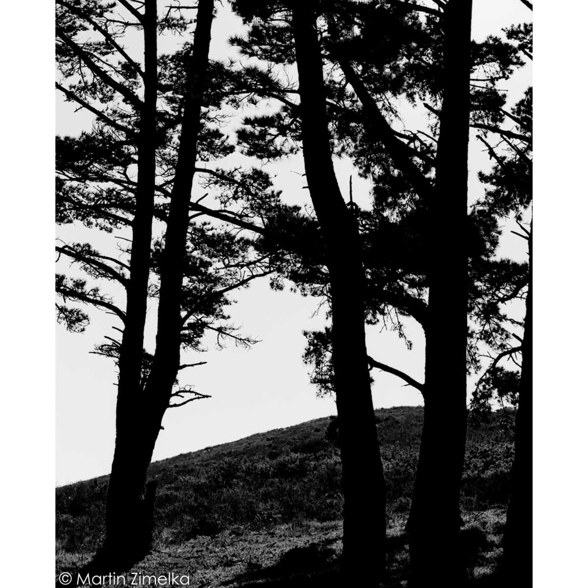 ROLLEI Film ORTHO 25+ 135-36 Vendu à l'unité